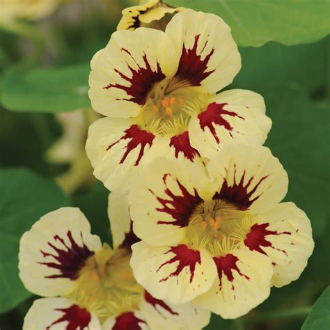 Sow nasturtium seeds in spring. Tropaeolum majus | Annual flowers, Flower seeds, Nasturtium