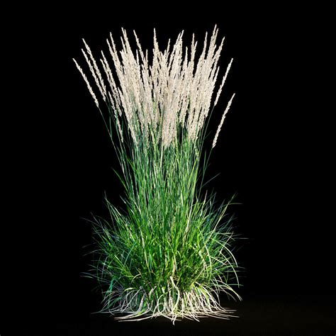 Feather Reed Grass 3d Model Cgtrader