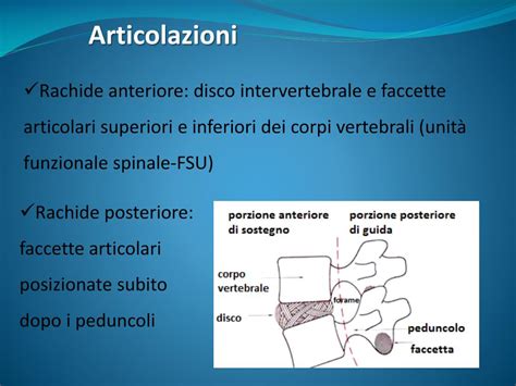 Ppt Anatomia E Biomeccanica Della Colonna Vertebrale Powerpoint Gambaran