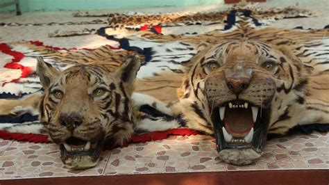 BUSTED Tiger Poaching Ring Taken Down In Sumatra EnviroNews The