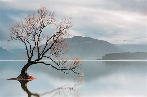 The Lone Tree Of Lake Wanaka In New Zealand Is Without Doubt One Of The