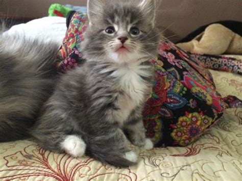 * i certify i am 18 years of age or older and agree that purina may use my information as described in the privacy policy and about use the form to the right to find a kitten near you. Beautiful Maine Coon kittens for sale (only 2 left) for ...