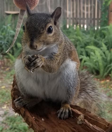 Seek Joy In What You Give Not In What You Get Rsquirrels