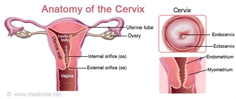 Cervix Anatomy Function