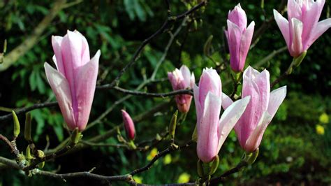 Pink Magnolia Flowers In Tree Branch In Green Trees
