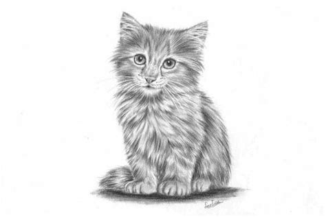 Sketsa gambar kucing lucu seringkali pemilik kucing melihat kegemasan hewan lucu ini lalu diabadikan melalui foto atau vidio. 20+ Sketsa Gambar Kartun Kucing - Miki Kartun