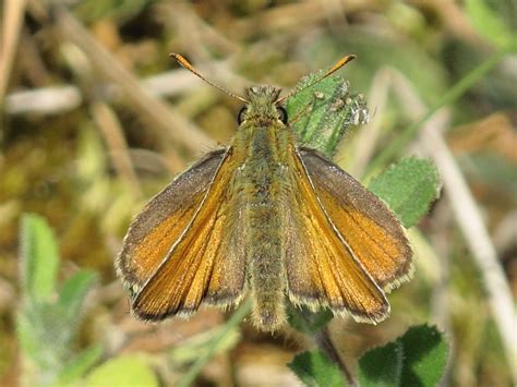 Butterfly Small Skipper Thymelicus Sylvestris