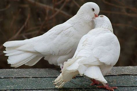 Ныряние в прорубь на крещение, почему погружаются в прорубь 19 января. Когда и где купаться на Крещение в 2021 году в Москве ...