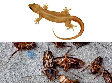 Maybe you would like to learn more about one of these? 10 Best Ways To Get Rid Of Lizards And Cockroaches ...