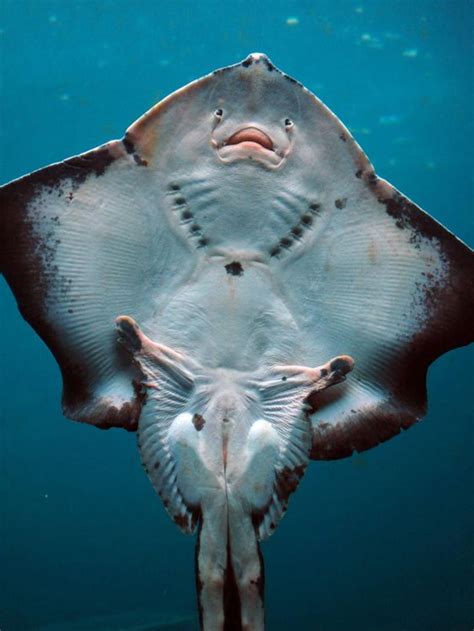 Psbattle This Stingrays Body Pictured From Below Rphotoshopbattles