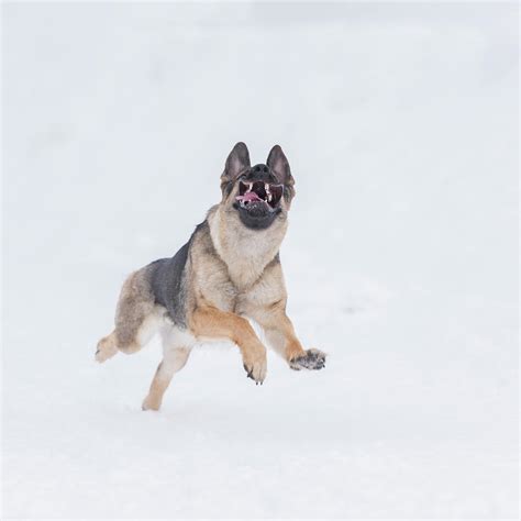 German Shepherd Running In Snow Photograph By Geert Weggen Fine Art