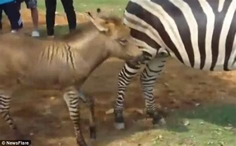 Rare Hybrid Between Female Zebra And Male Donkey Born With Striped Legs