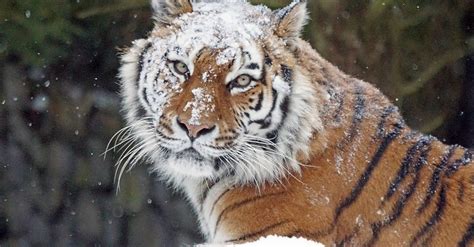 Juguetes Del Viento Tigres Siberianos