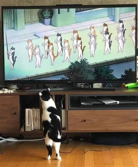 로젠카 on Twitter RT weirdlilguys cat lessons