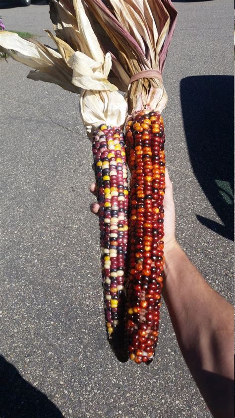 Rare Giant Indian Corn Seeds X Easy To Grow Colorful Etsy