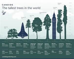 The Tallest Trees In The World Infographic