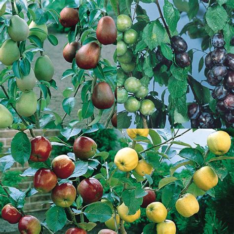 Fruit Trees Home Gardening Apple Cherry Pear Plum Miniature Fruit