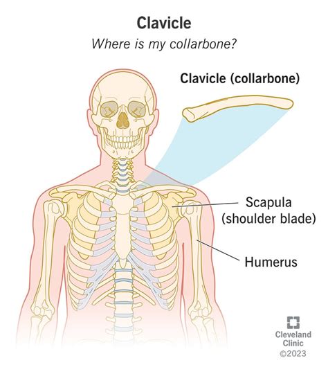 Clavicle Collarbone Location Anatomy