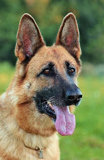 Black German Shepherd Dog Portrait Beauty Language Eyes Pikist