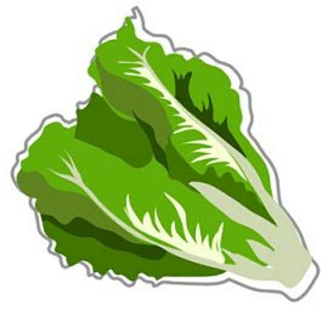 Download High Quality Lettuce Clipart Transparent Png Images Art Prim