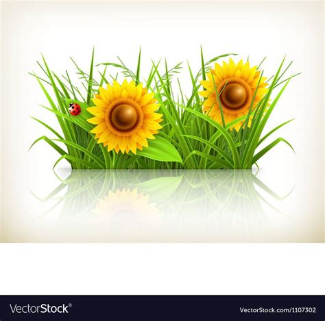 Sunflowers In Grass Vector Image On Vectorstock Grass Vector Vector