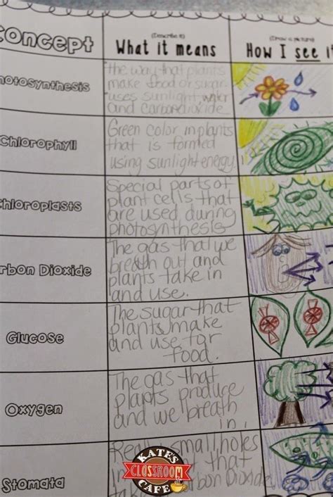 Photosynthesis Anchor Chart By Miss Lintz 1000 Photosynthesis