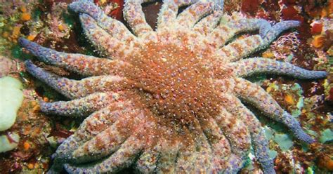 Death Of The Sunflower Sea Star Means Ecological Unravelling In The Pacific