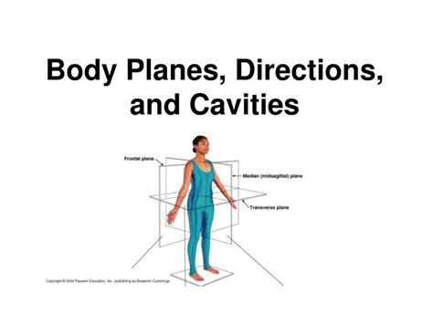 Ppt Body Planes Directions And Cavities Powerpoint Presentation