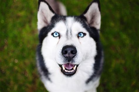 The 12 Best Names For Huskies