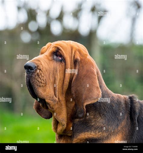 Bloodhound Dog Hi Res Stock Photography And Images Alamy