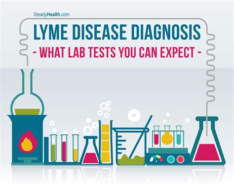 Lyme Disease Diagnosis What Lab Tests You Can Expect Nervous System