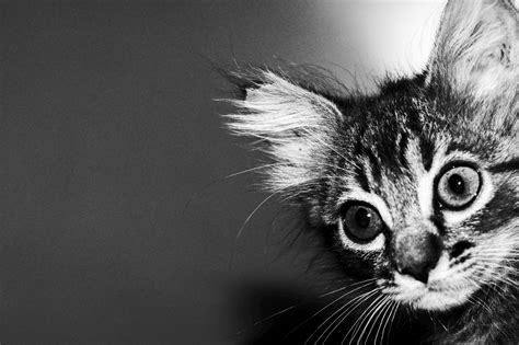 Free Images Black And White Animal Cute Pet Kitten