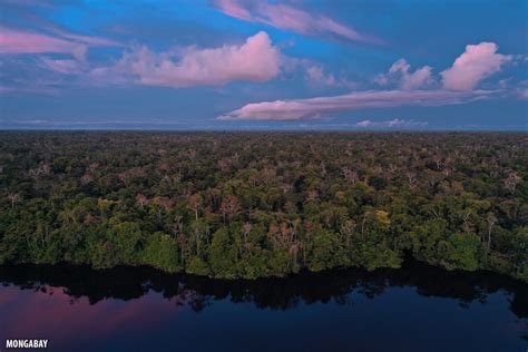 Birds Eye View Drone Photos Of The Amazon Rainforest Insider