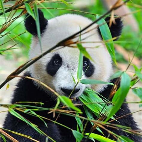 The Panda Characteristics Behavior And Habitat My Animals