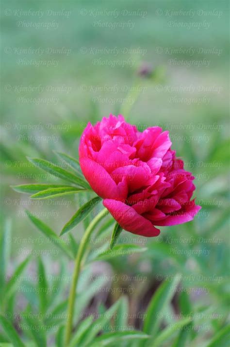 Fine Art Peony Photograph Peonies Print Hot Pink Flower Picture