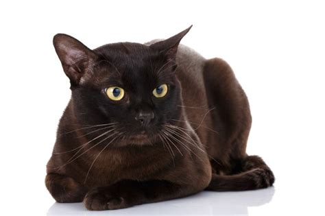 Black Burmese Cat Facts Origin And History With Pictures Hepper