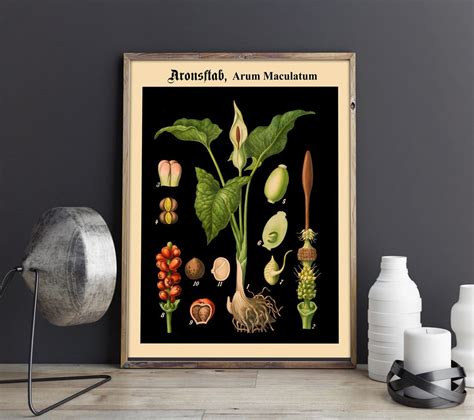 Rare Botanical Posters Set Of 3 Black Botanical Prints Etsy