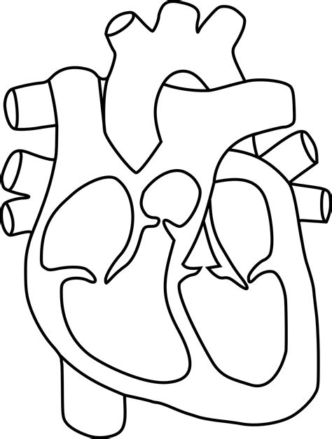 Human Heart Clipart Black And White Free Download On Clipartmag