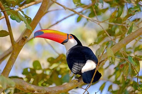 Toco Toucan Ramphastos Toco También Conocido Como Común Tucán Tucán