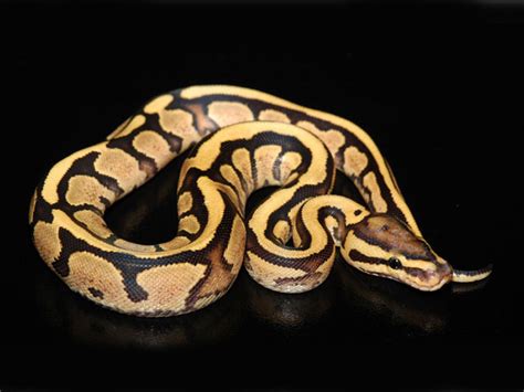 Fire Yellow Belly Morph List World Of Ball Pythons