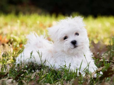 It descends from dogs originating in the central mediterranean area. Maltese (Dog) - Puppies, Rescue, Pictures, Information, Temperament, Characteristics | Animals ...