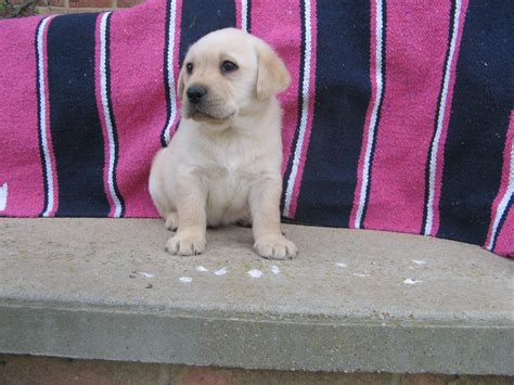 Golden Labrador Puppies For Sale Nsw South Eastern
