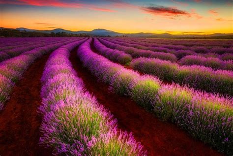 Sunset Lavender Field Hd Wallpapers 4k Hd Sunset Lavender Field