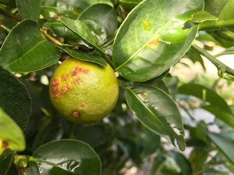 11 Citrus Tree Pests And Diseases That Can Destroy Your Grove