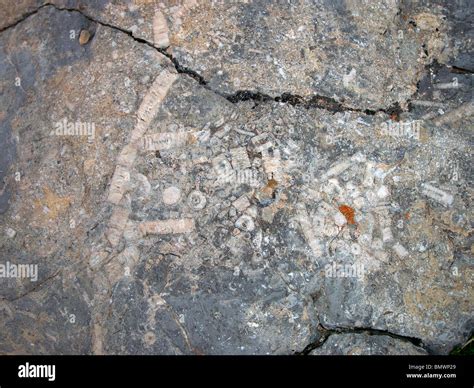 Fossils In Rock Sandia Crest New Mexico Usa Stock Photo Alamy