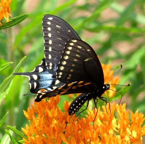 Raise Black Swallowtail Butterflies Indoors