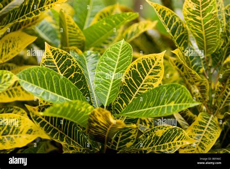 El Verde Exuberante Vegetación En Jamaica El Caribe Fotografía De