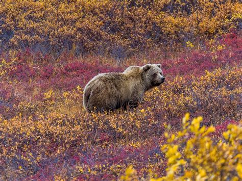 Where To See Wildlife In Denali National Park