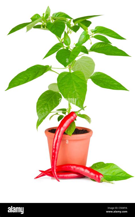Chili Pepper Plant With White Flowers Growing In Ceramic Pot And Chili