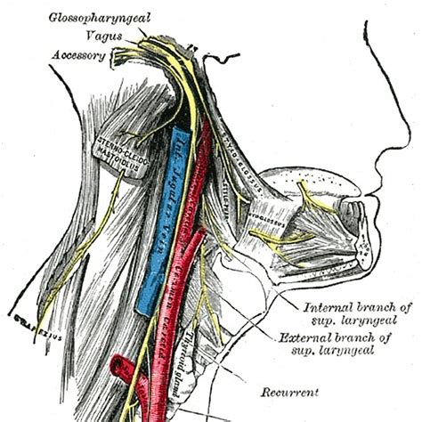 Anatomy Of Vagus Nerve Anatomy Diagram Source